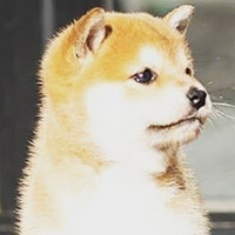 Rou Bao Bu Chi Rou profile picture