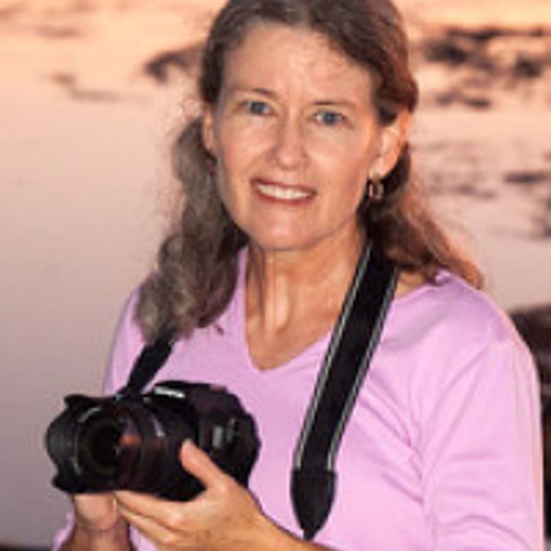 Ann Collins profile picture