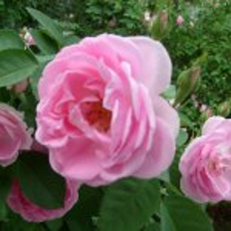 Diana Scarpine profile picture