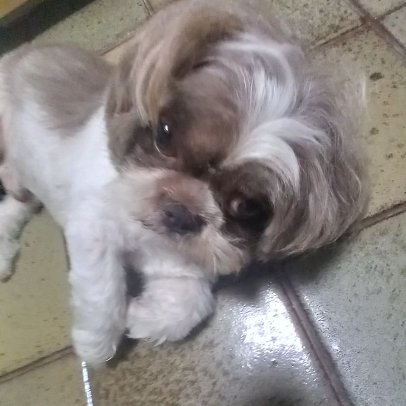 Taís Musa picture