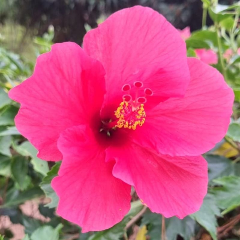 Luisa Matos  picture