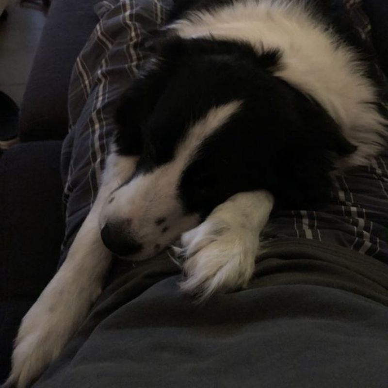 dog . picture