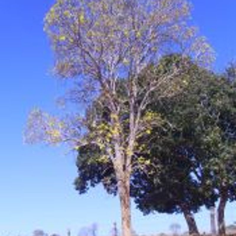 pati peti piti picture