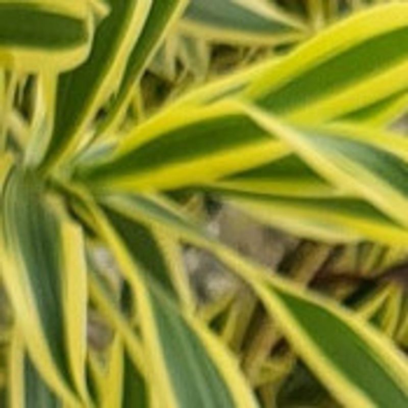 Mayra picture