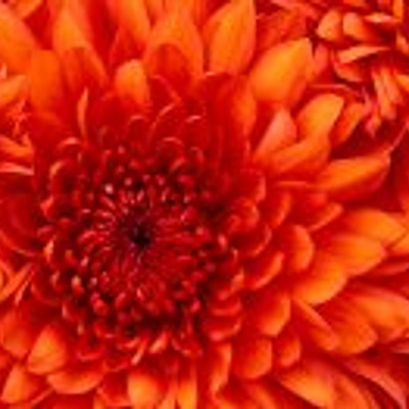 Bianca Martins Pinheiro picture