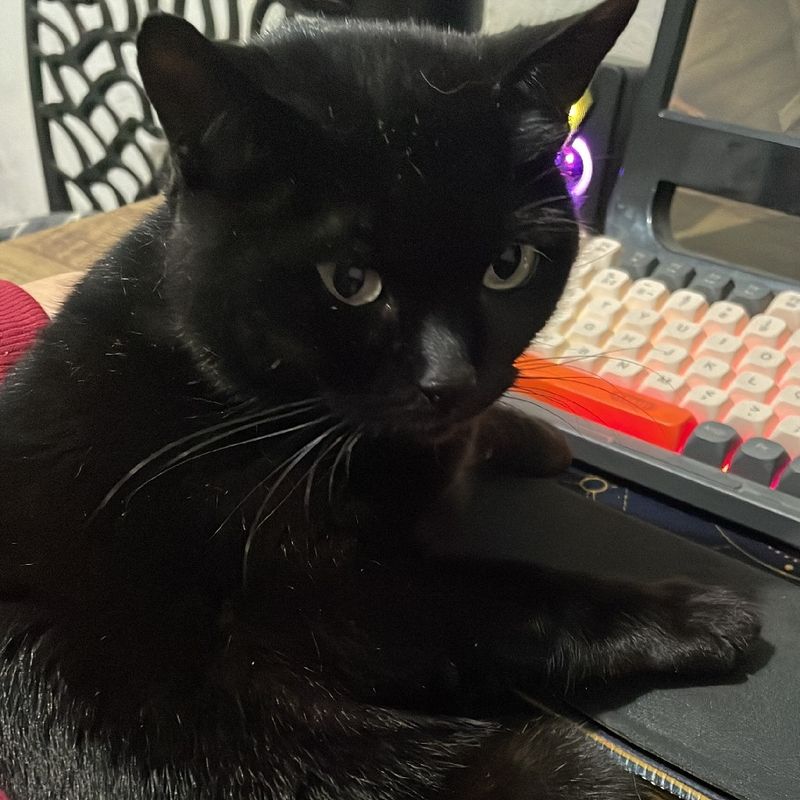 Cleo picture