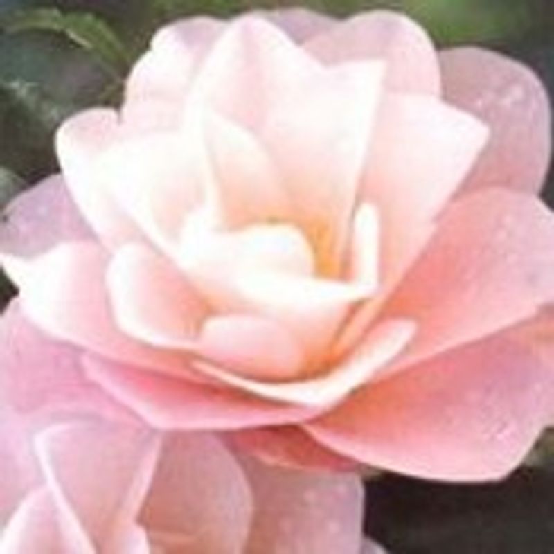 Edina Maria Marques Gonçalves picture