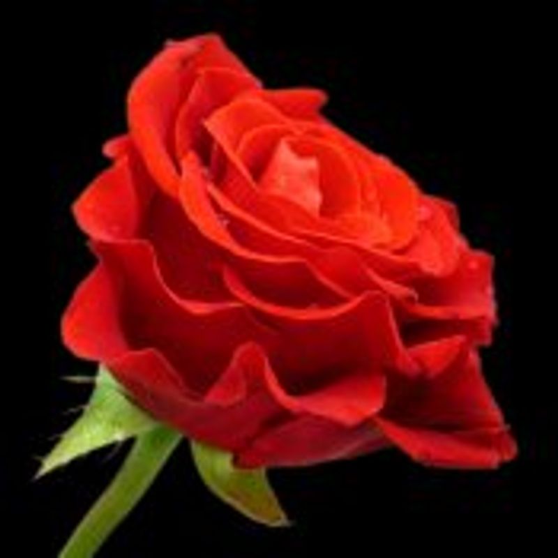 ROMANCEIROS picture