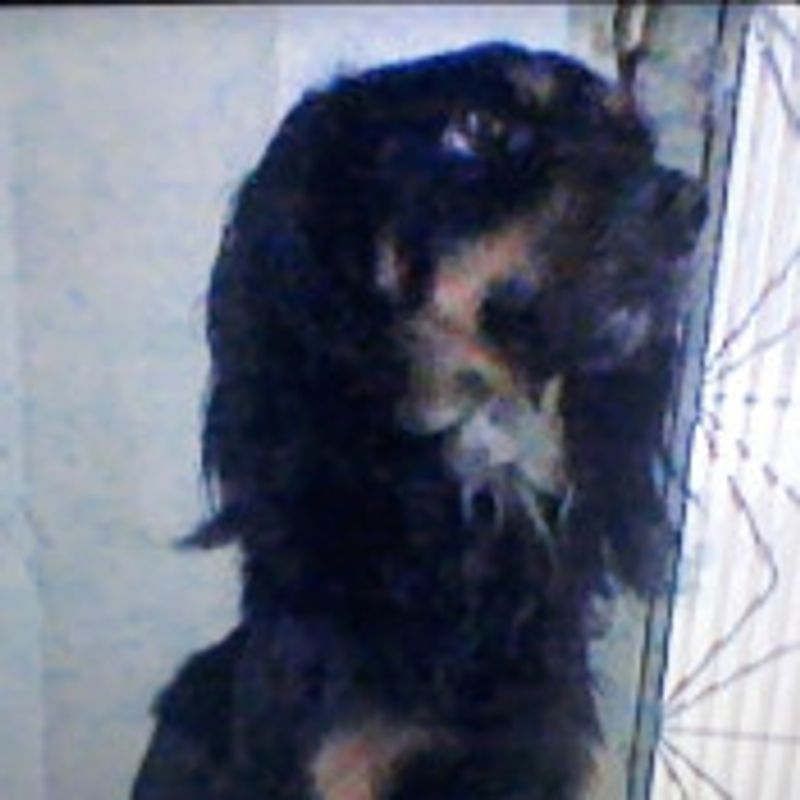 Rodrigo picture