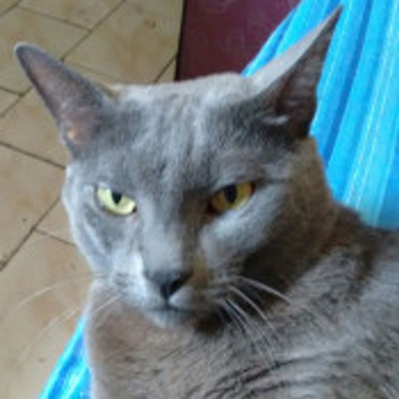 Esmeralda Silva picture