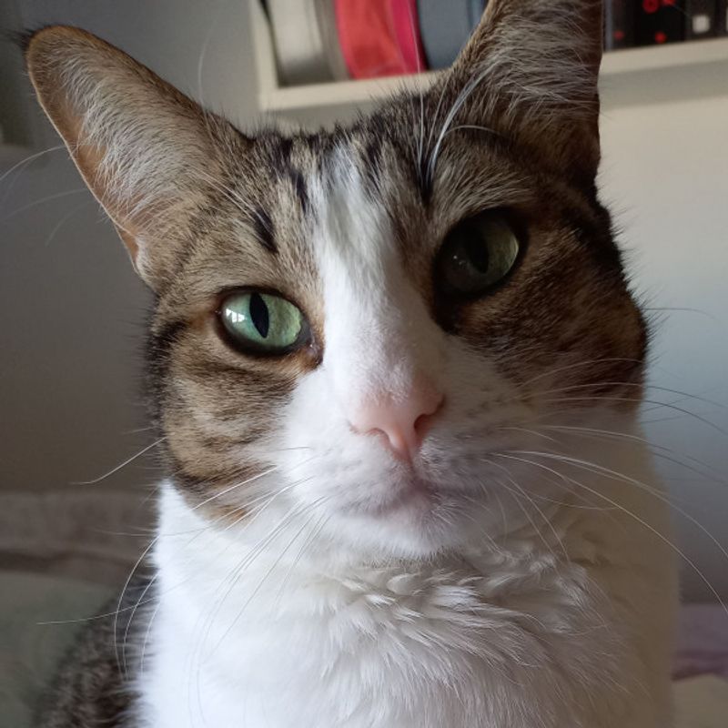 Giulia .  picture