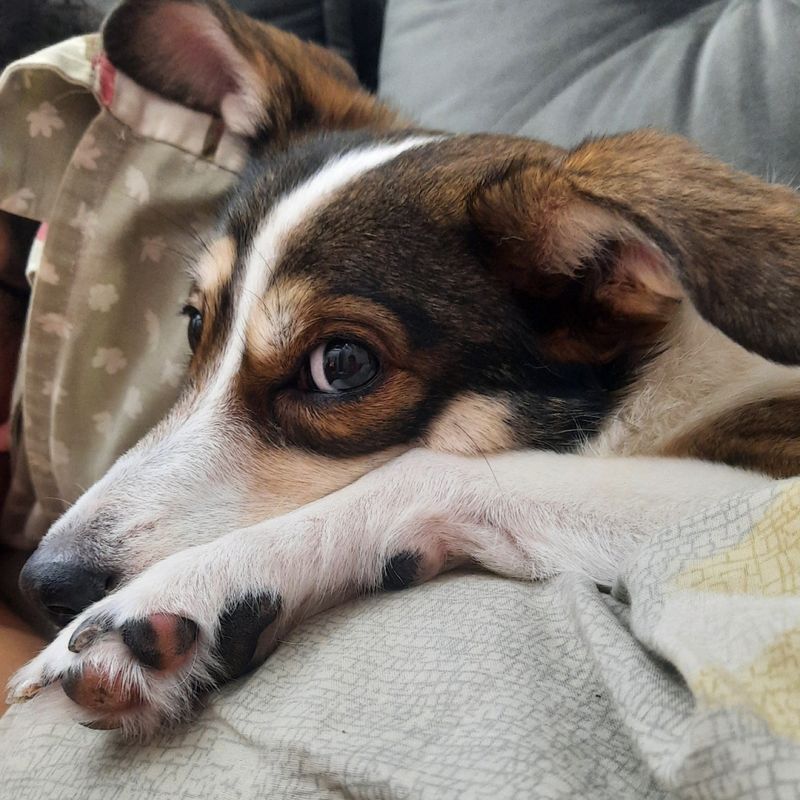 Roxie picture