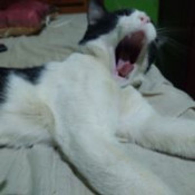 Ana Paula Borges picture