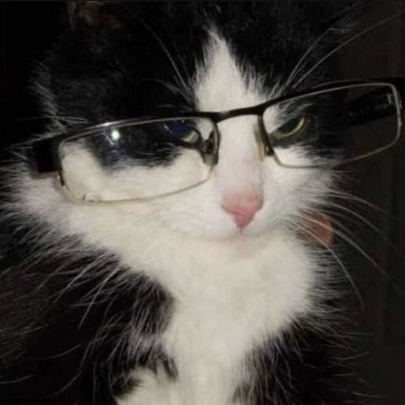 Niptipdip picture