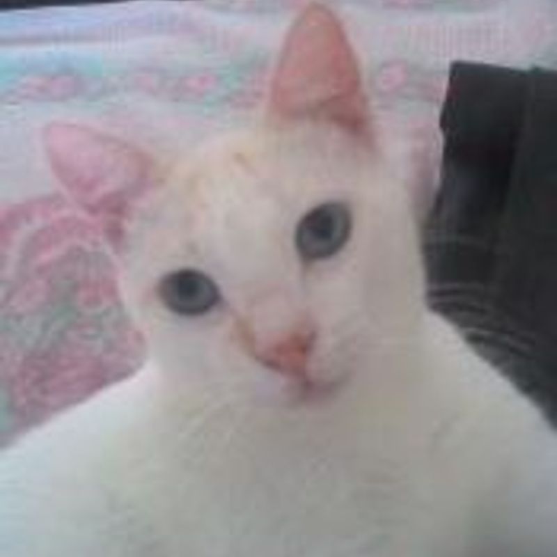 jarlenesantos@yahoo.com.br picture