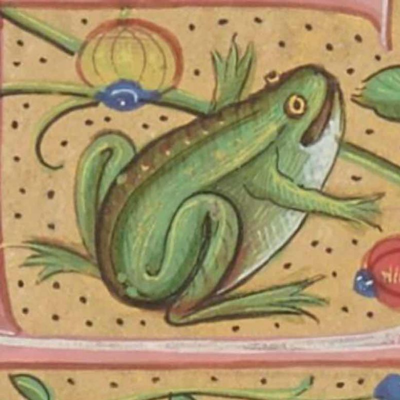 Sapo Bufo picture