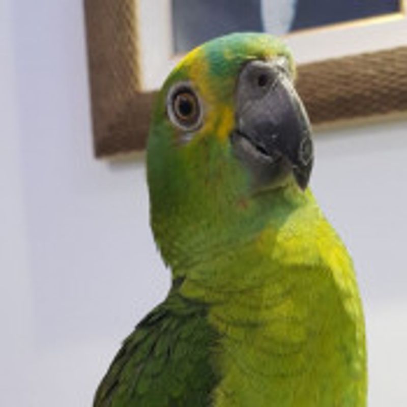 Paulo FL picture