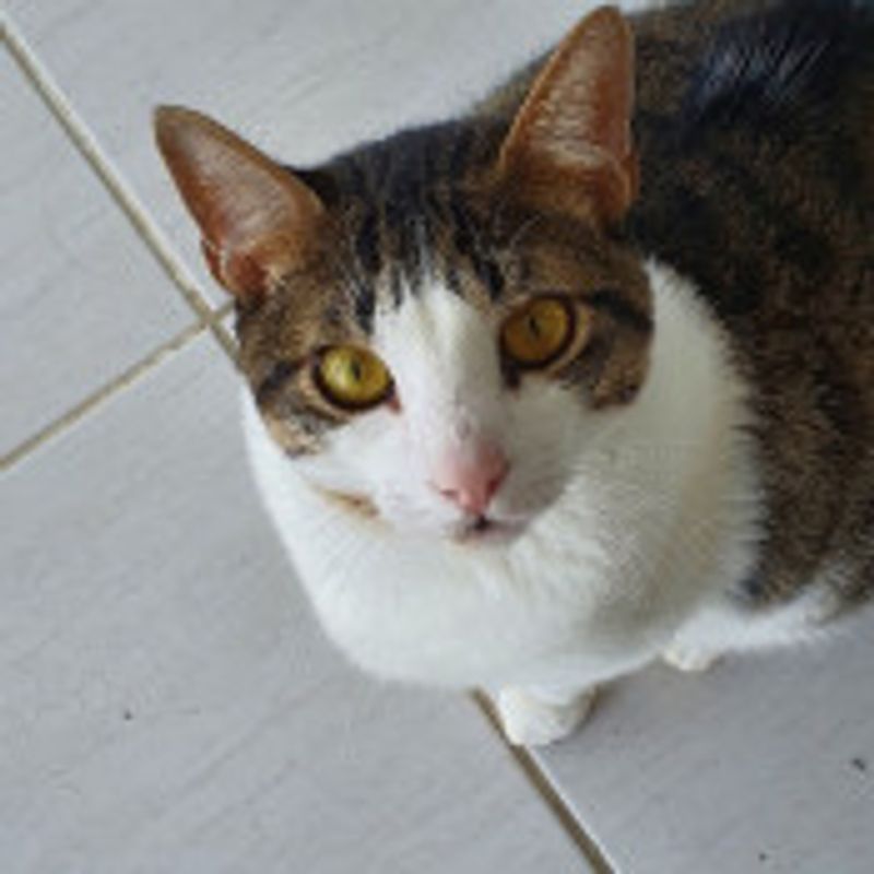 douglas  picture