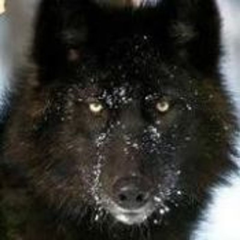 Lobo Negro A picture