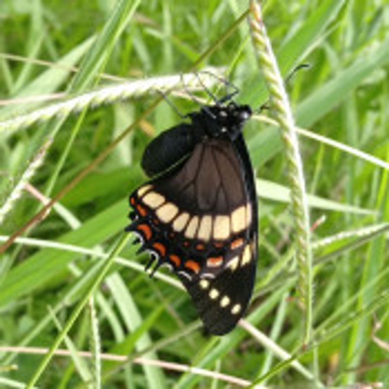 Rubens S picture