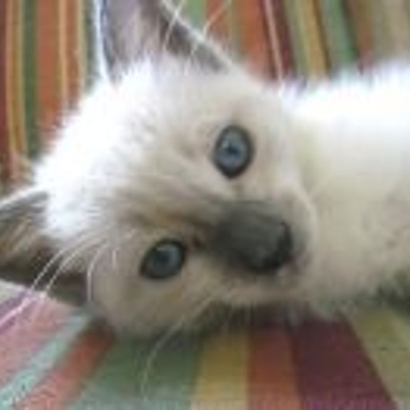 Aleck Mataol picture