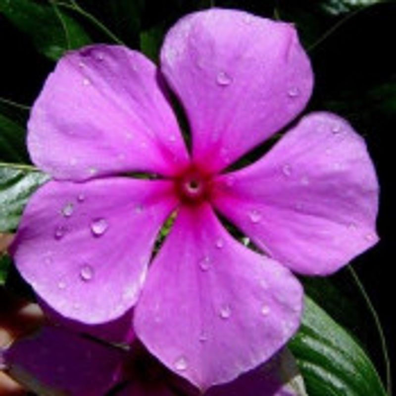 Libriane picture
