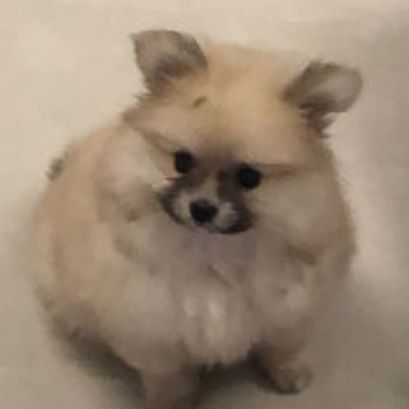 Sofia picture