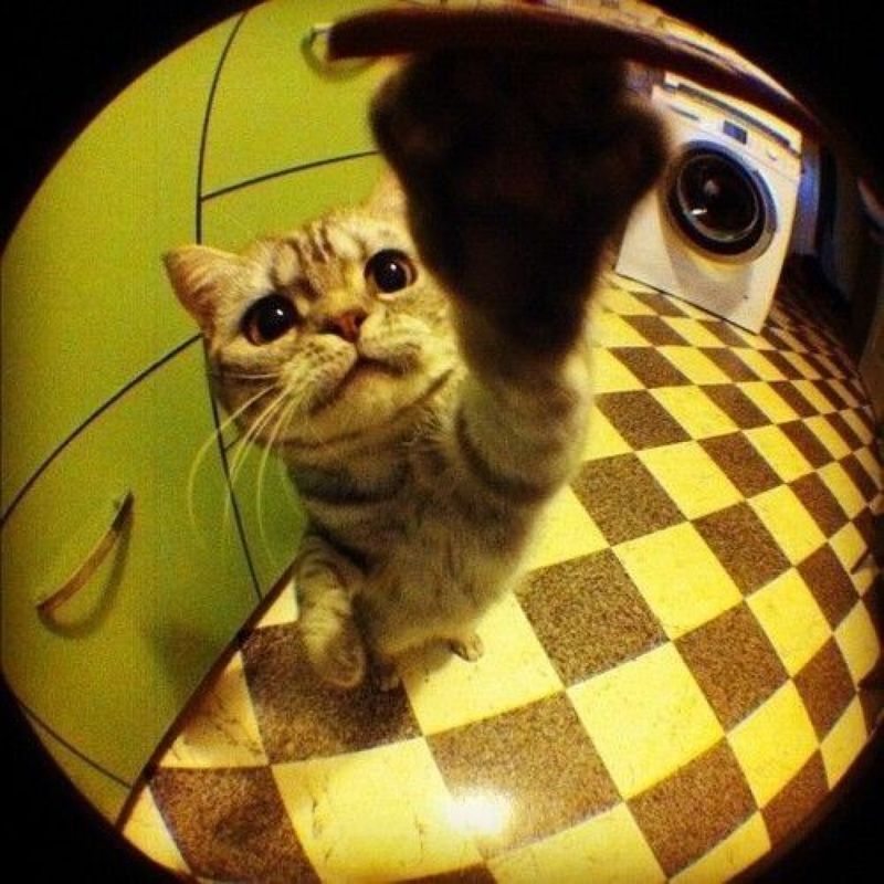 Mel picture