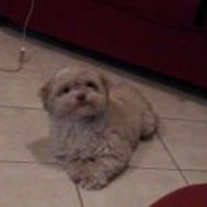 cinthia fonseca picture