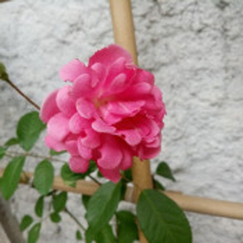 Raqueline picture
