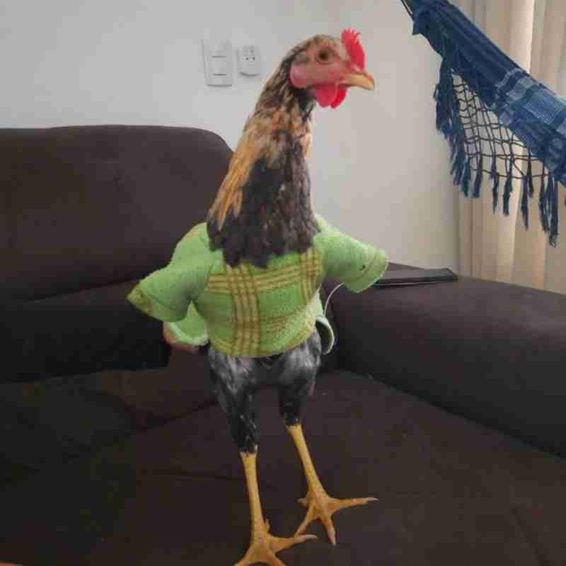 galo ponto com picture