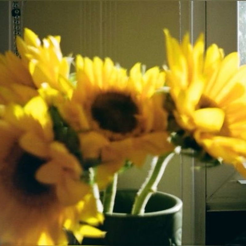 Sunflower girl🌻 picture