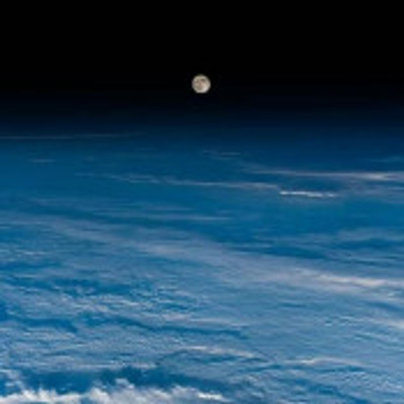 lantsovcrows picture