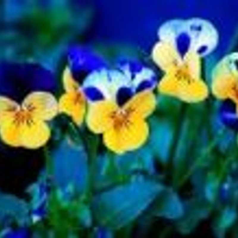 Adriana Vasconcellos picture
