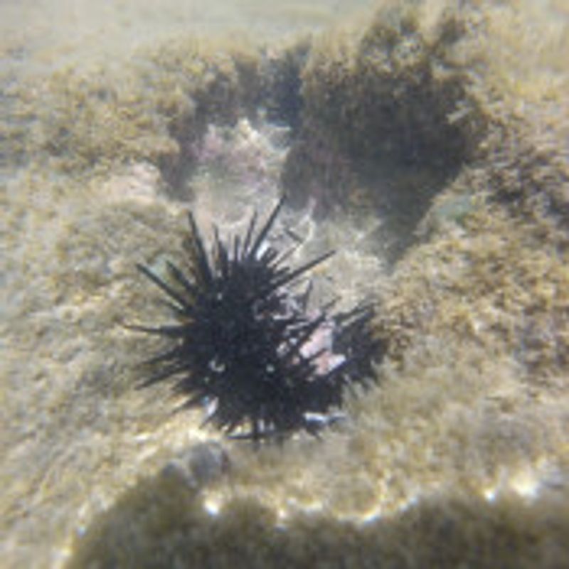 Svedah picture