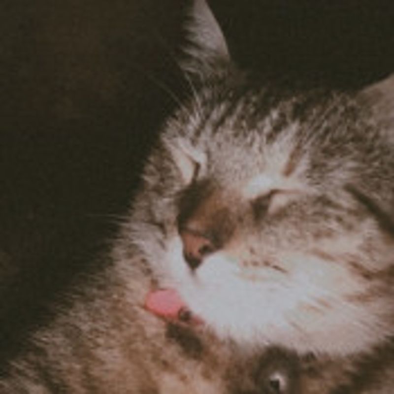 Paloma Silva picture