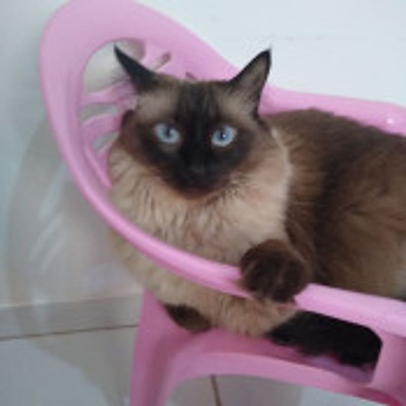 Heloísa picture