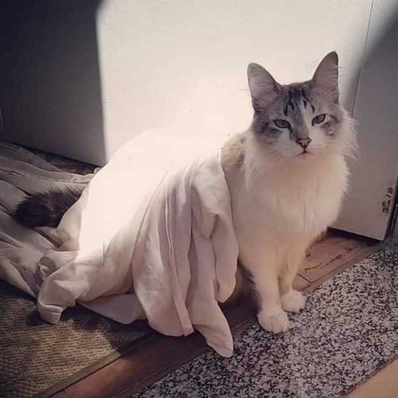 Elaine Cristina picture