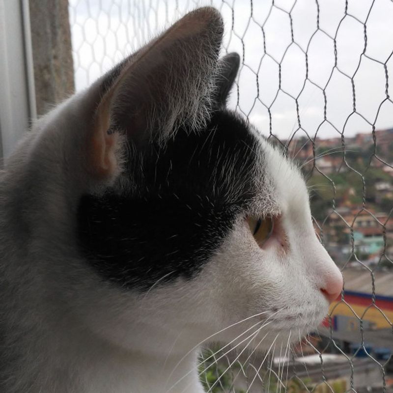mccaveirinha picture