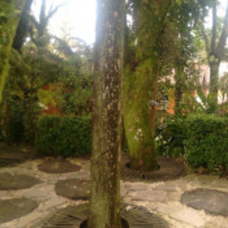 César Pereira picture