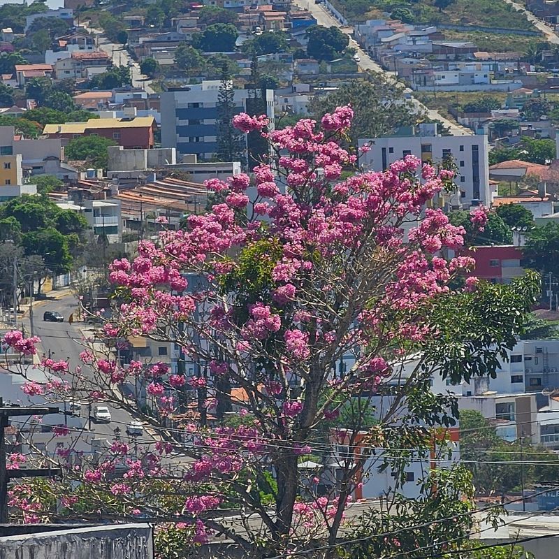 Maria Luiza picture