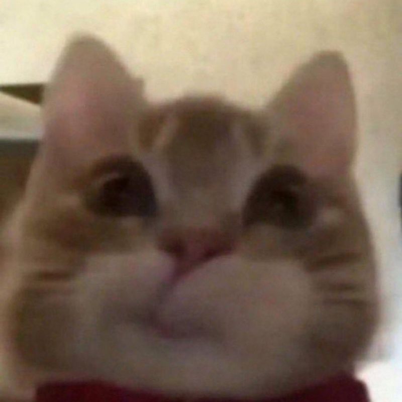 Thaís picture