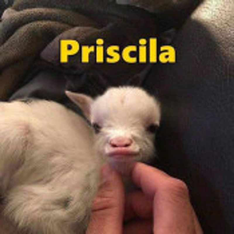 Priscila dos Santos picture