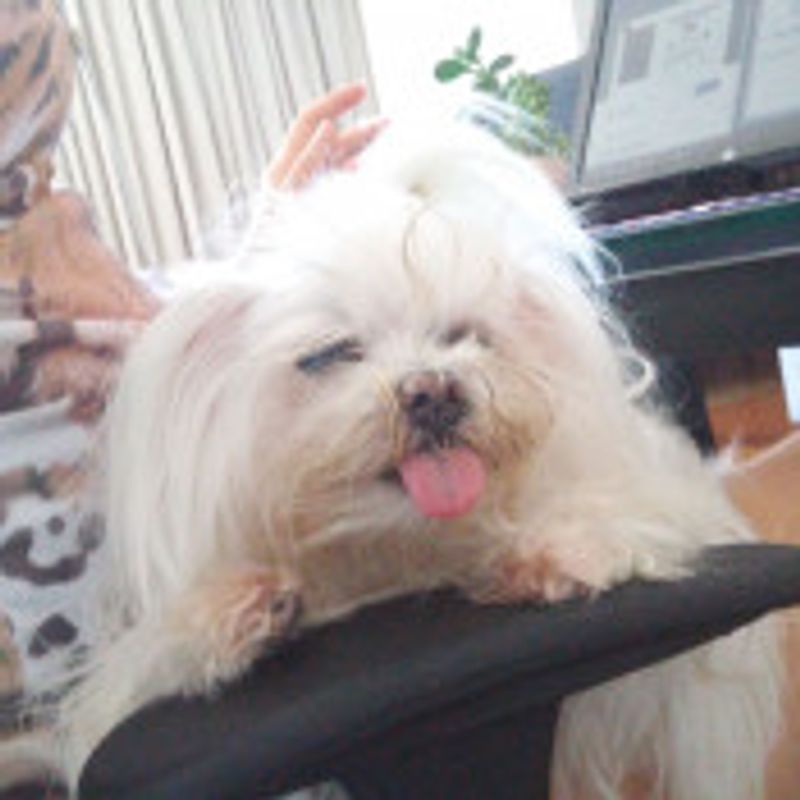 Mariana Ayub picture