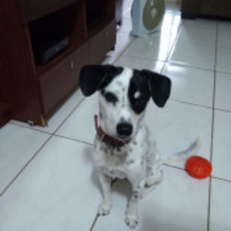 Cristiane Azevedo picture