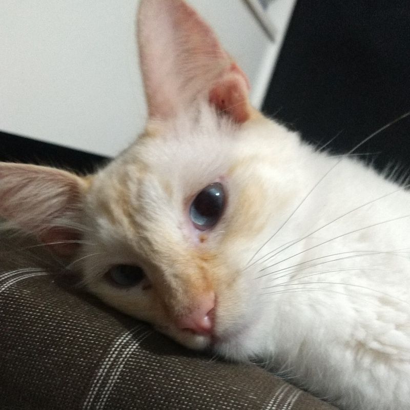 Nikki picture