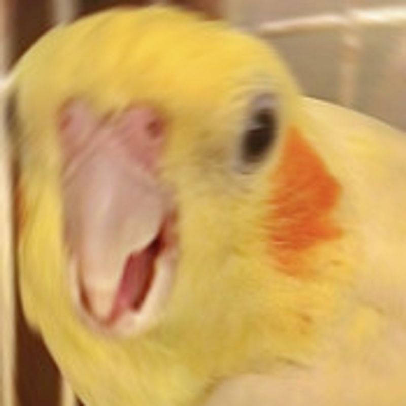 T r i z g i h picture