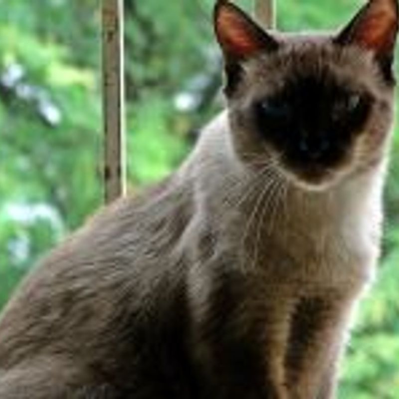 Paula Stefania picture