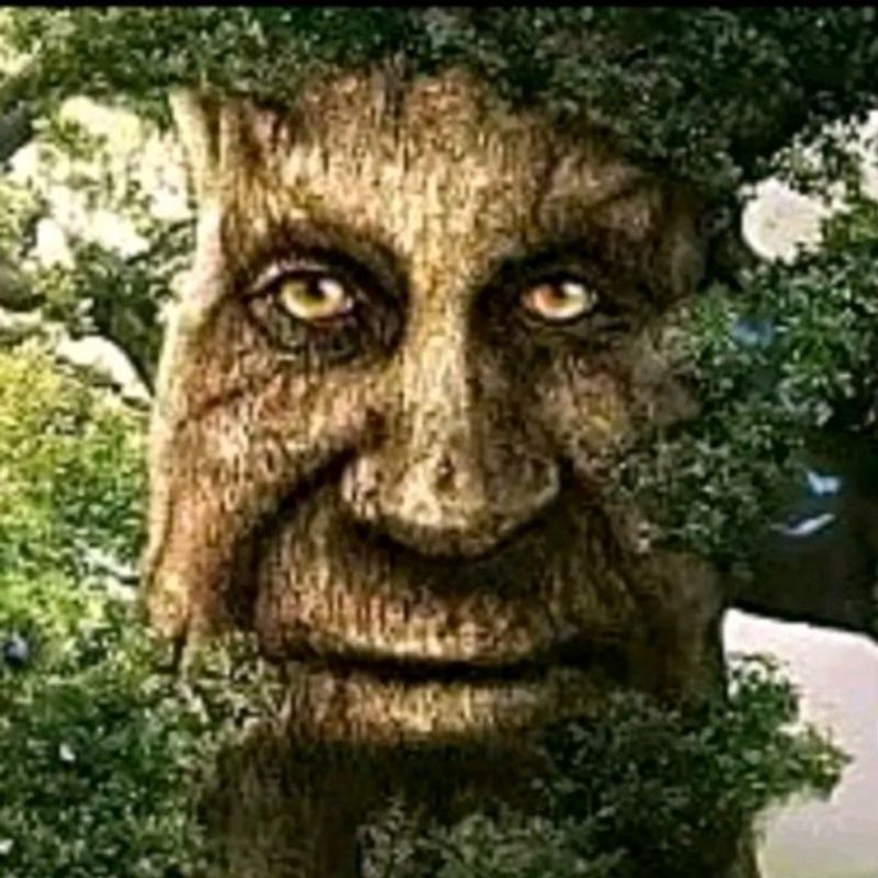 Pecego picture