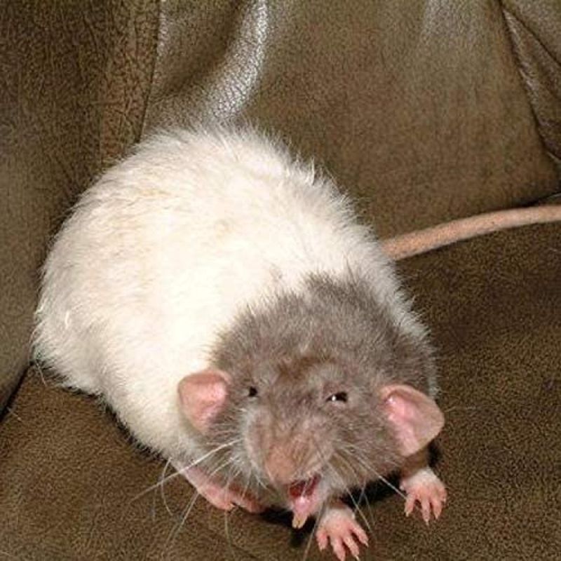 Glenda Silva picture